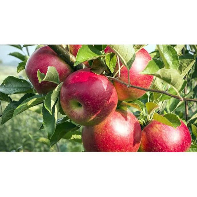 Gsp Tanaman Buah Bibit Apel Jenis Rome Beauty-Apel Malang