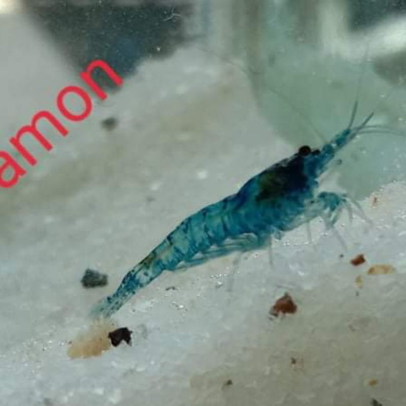 udang hias aquascape blue Diamond