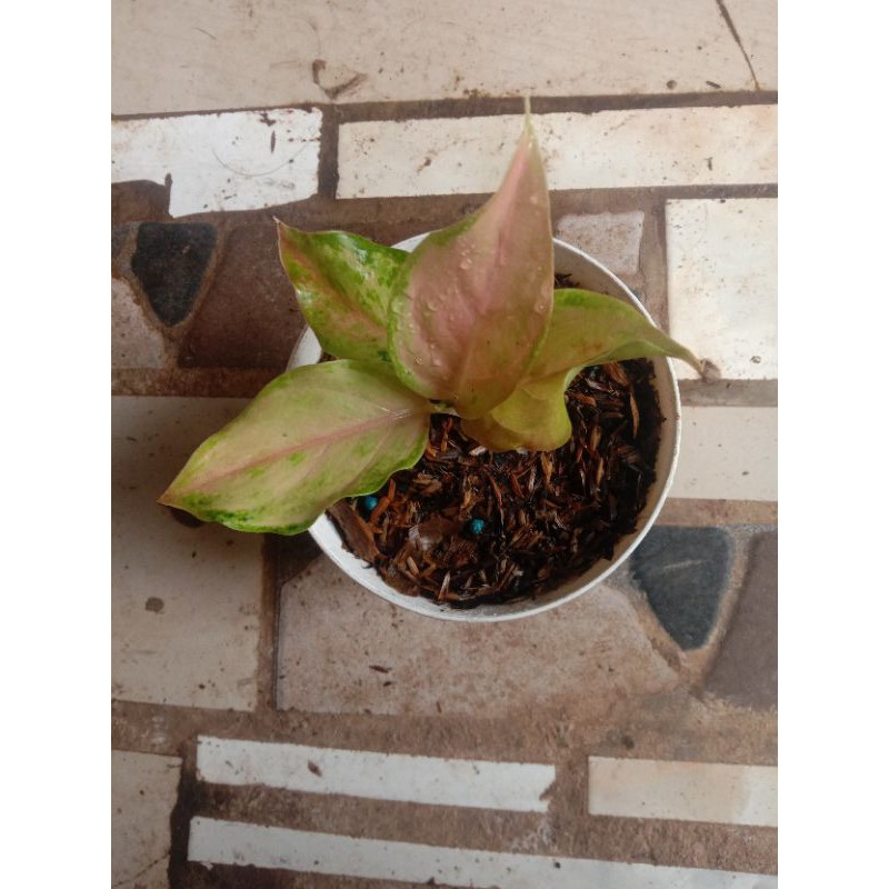 tanaman hias aglonema bidadari