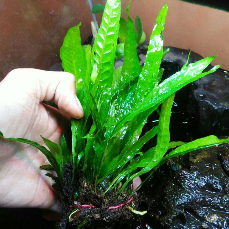 Tanaman Aquascape Kadaka java fern tanaman air aquascape.