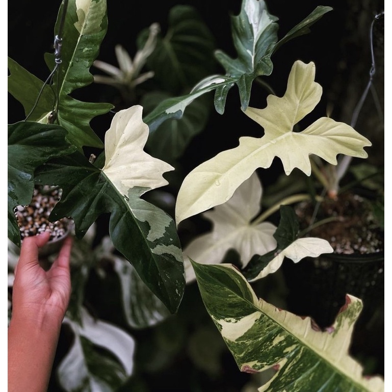 PROMO BISA COD Philodendron golden dragon variegata albo / bibit bonggol philo dragon varigata