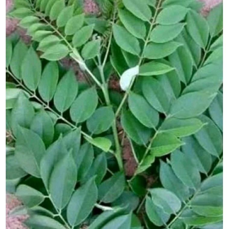 

daun gamal asli segar paket murah dapat( 1 kg)