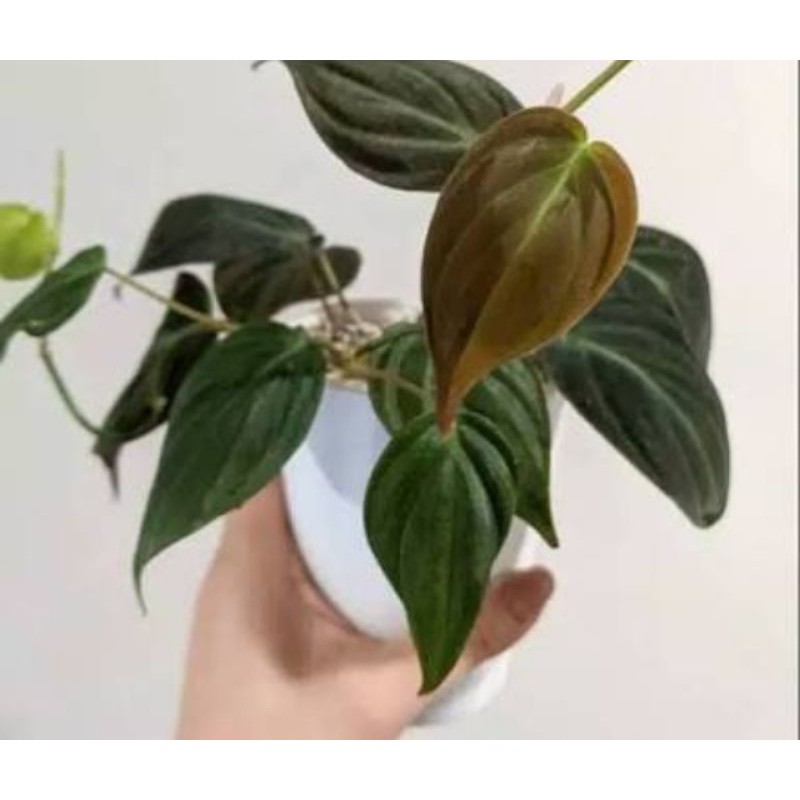 tanaman hias Philodendron melano  (mican)