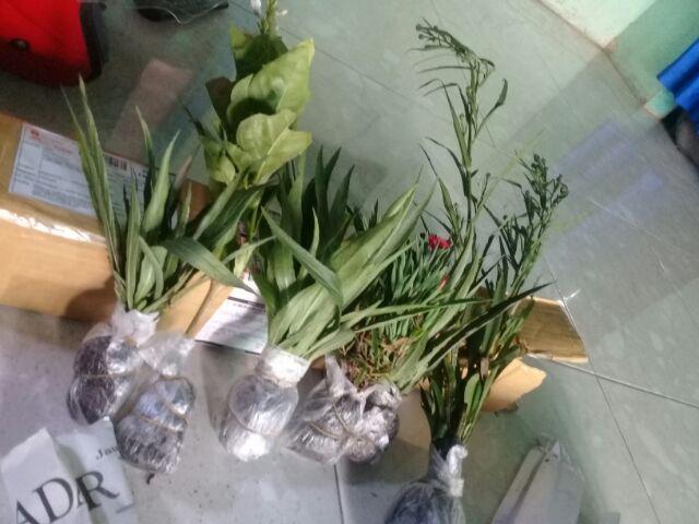 Tanaman Hias Bunga Melati Jepang