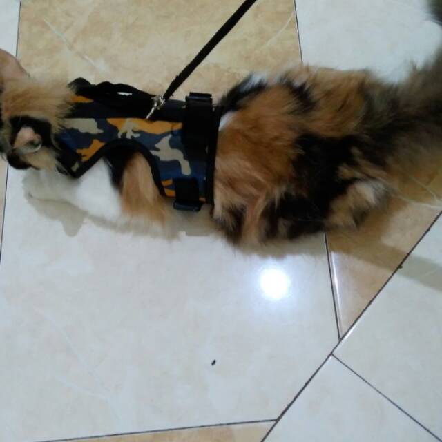 HARNESS  Musang, Kucing, Anjing atau Hewan TALI KEKANG HEWAN Bisban Perut dan Leher Bisa Diatur Panjang Pendek nya