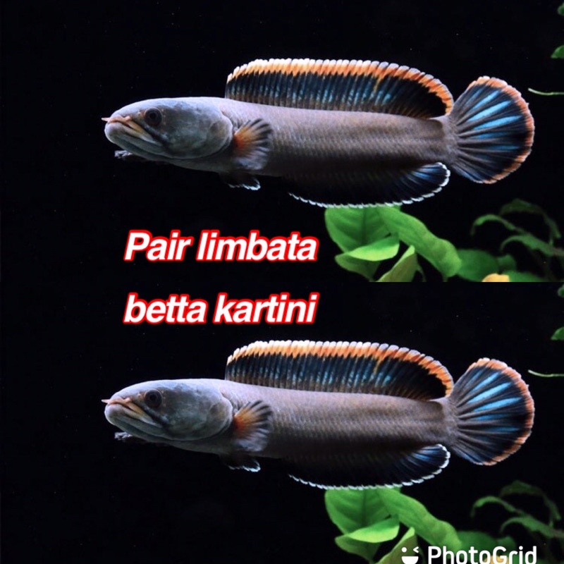 ikan chana limbata size 10-15 cm channa limbata jumbo cana limbata galak predator air tawar pair j n