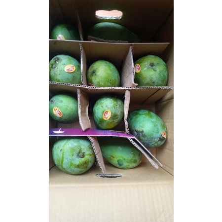 

mangga alpuket/mangga klonal