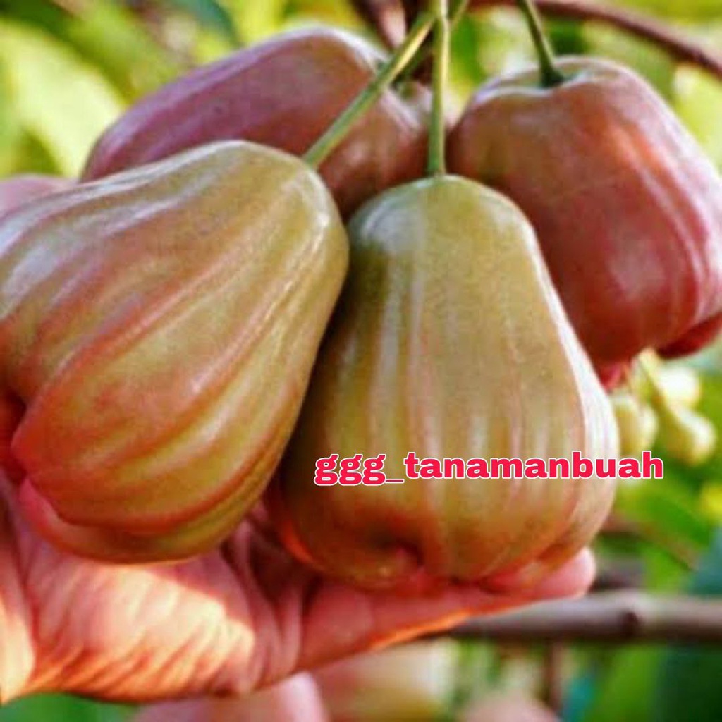 Bibit Jambu Air Bajang Leang