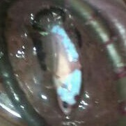 FEMALE IKAN CUPANG HIAS JENIS PLAKAT TOP GRADE BLACK RIM INDUKAN FULL TELUR MURAH