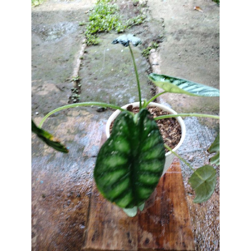 Dragon scale plus pot, dragon scale sesuai gambar