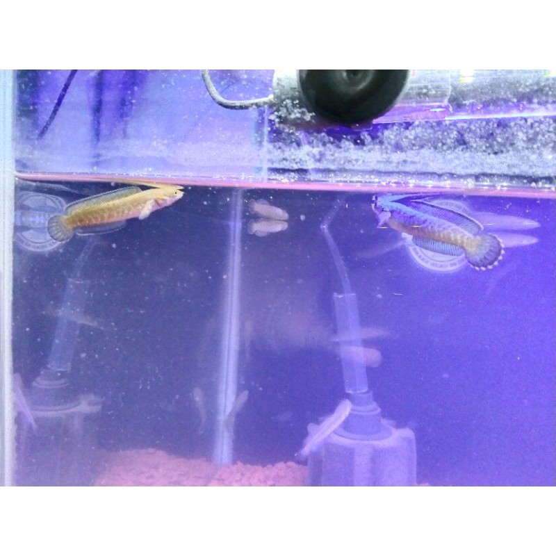 Ikan Channa Andrao / Ikan Gabus / Andrao Baby size 6cm