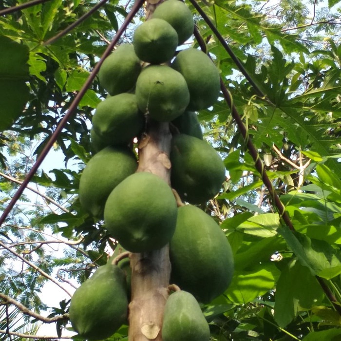 

Pepaya hitam 1 buah