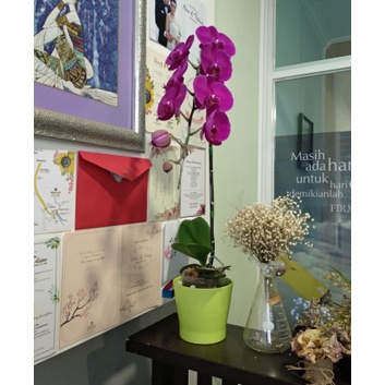 Anggrek Putih dan Anggrek Ungu, tanaman hidup untuk kado.