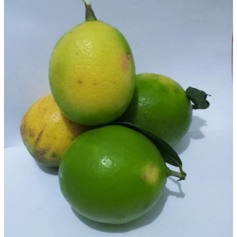 

LEMON CALIFORNIA / KALIFORNIA PAKET 5 KILO