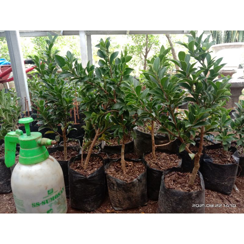 Bahan bonsai beringin elegant
