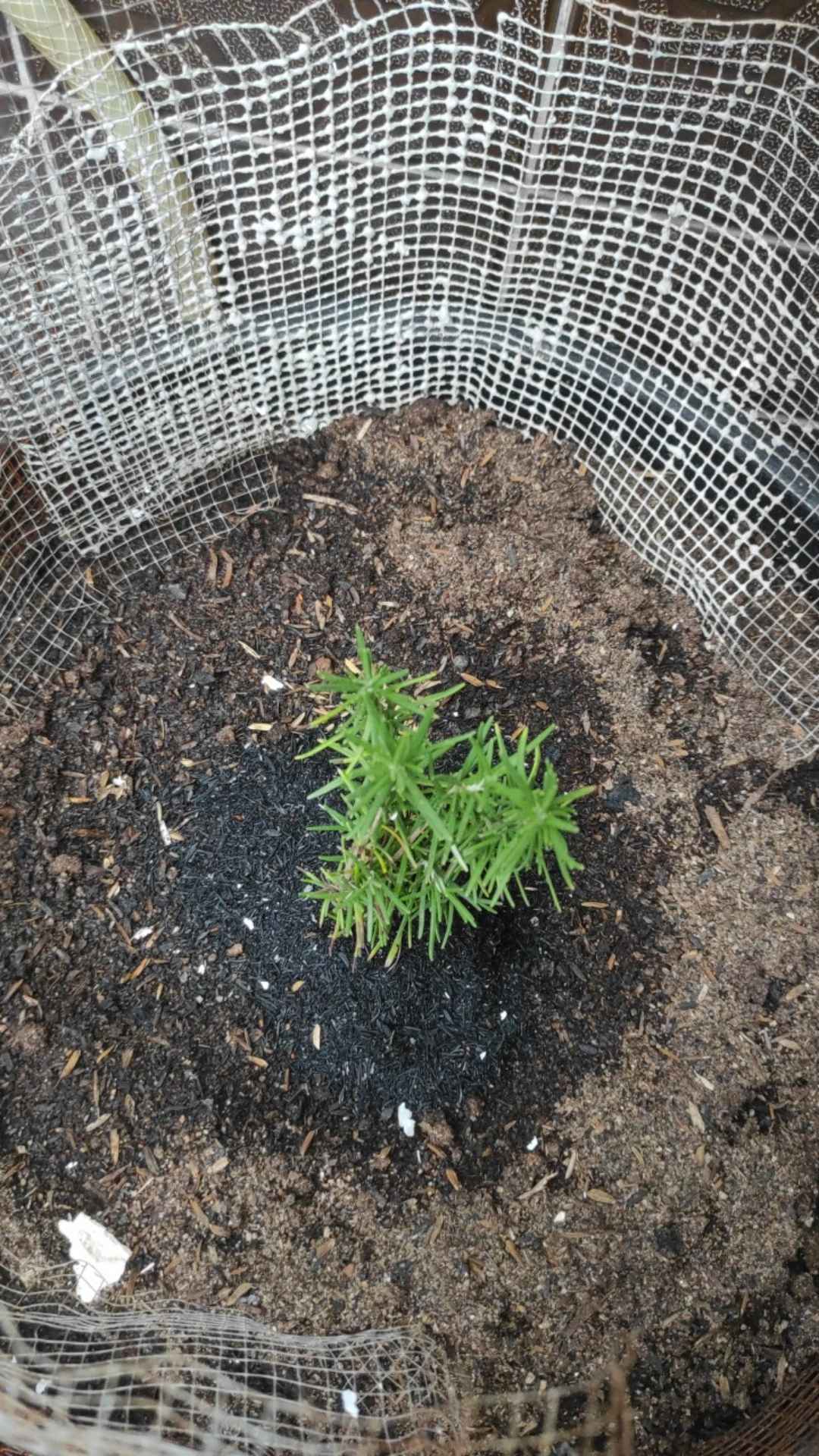 Bibit Pohon Tanaman Bunga Rosemary