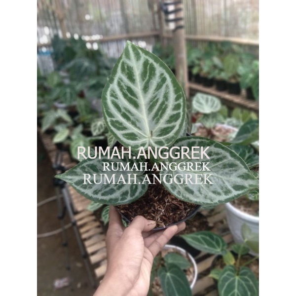 tanaman kuping gajah silver dorayaki remaja