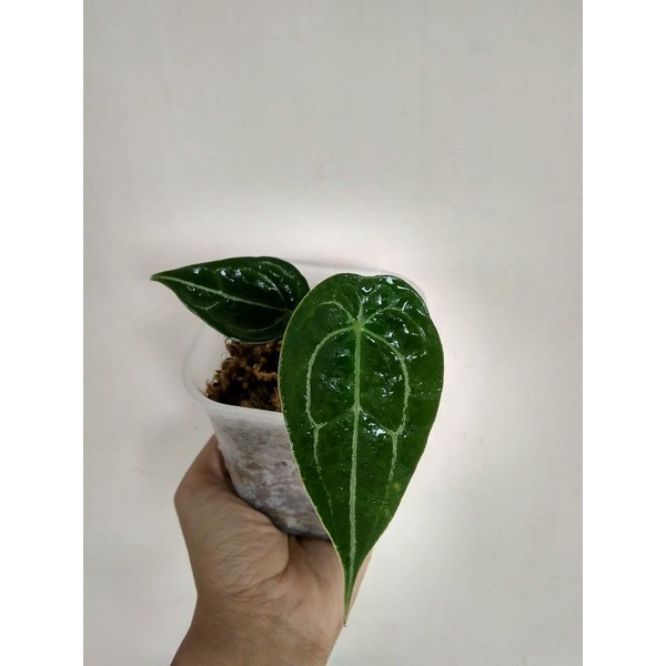 anthurium forgetii ori - split