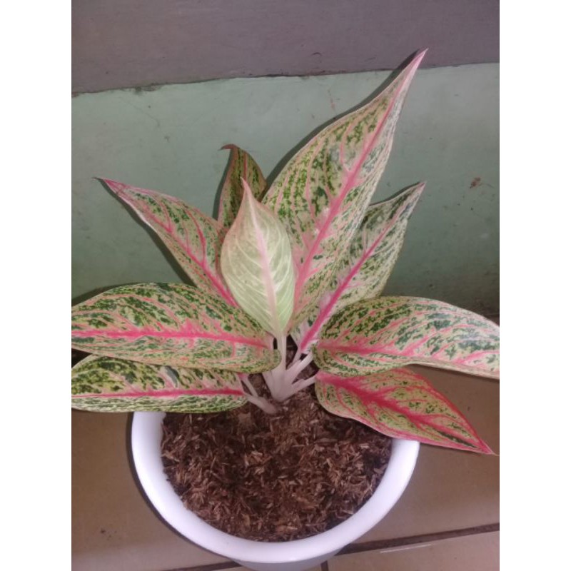 aglonema red stardust -  aglonema red stardust