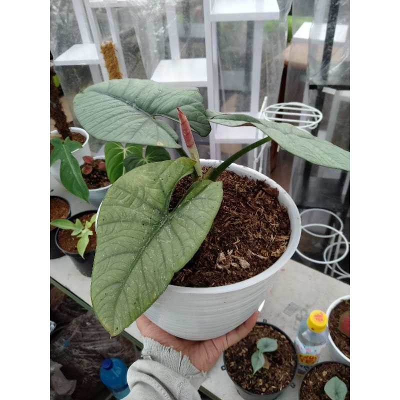 Alocasia Nebula