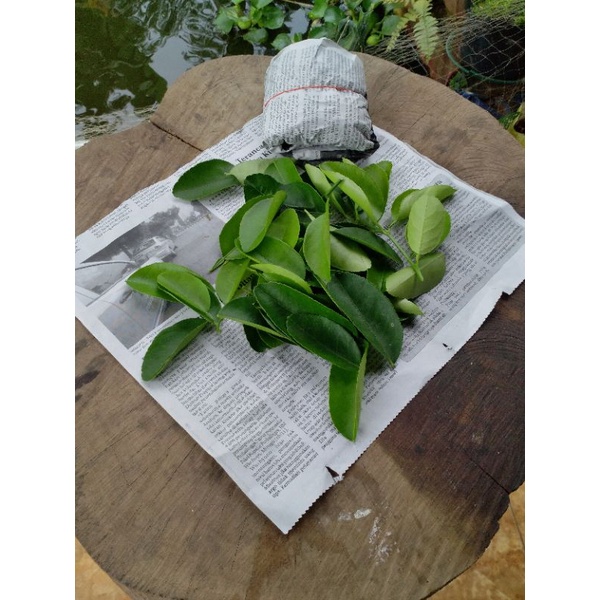 

Daun jeruk nipis segar baru petik