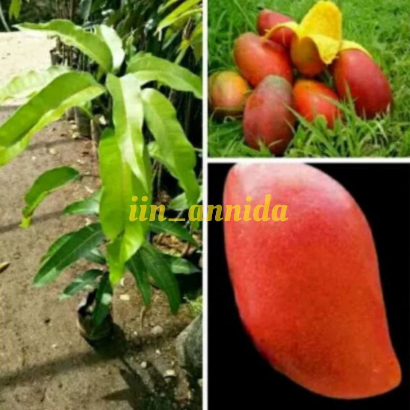 Obral Tanaman bibit buah mangga yuwen unggul super red merona manis