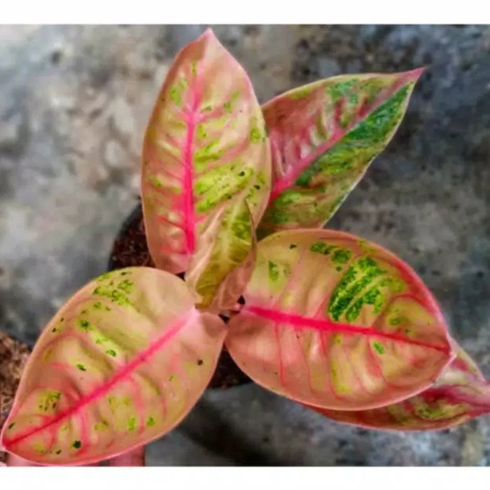 Bonggol Aglonema Goliath/Aglonema Goliath _Pusat_Benih_Taman18