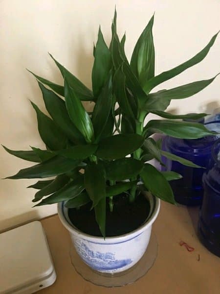 Tanaman Hias Sri Rejeki Hijau