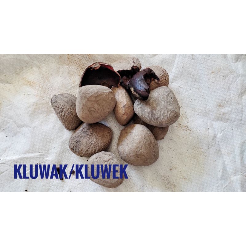 

buah kluwak untuk masakan rawon