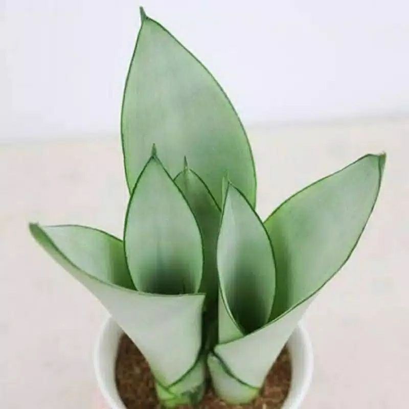 sarsivera moonlight / lidah mertua putih