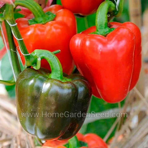 Benih Paprika Yolo Wonder - Sweet Pepper - Home Garden Seed