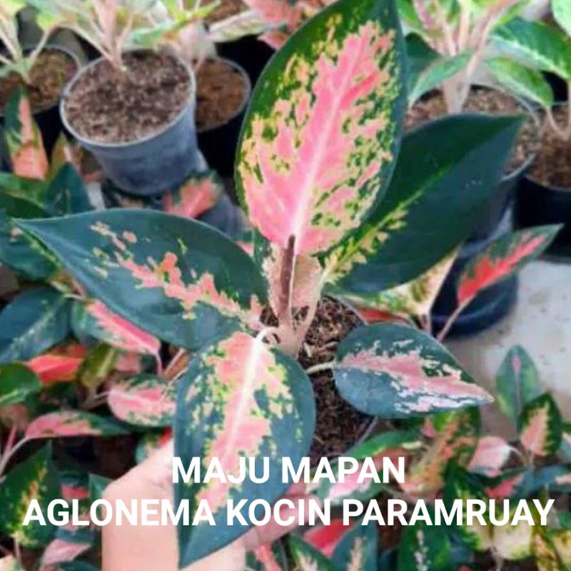 AGLONEMA KOCHIN PARAMRUAY