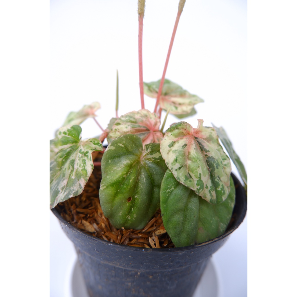 Peperomia Pink Lady - Tanaman Hias