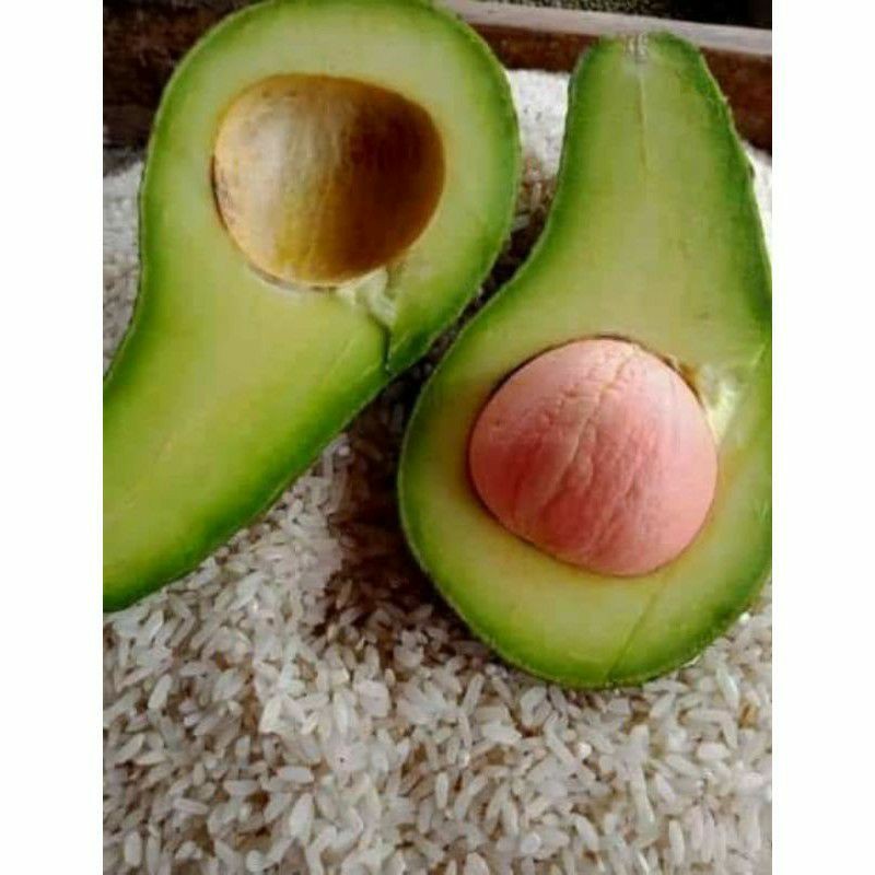 

ALPUKAT MENTEGA 1kilo