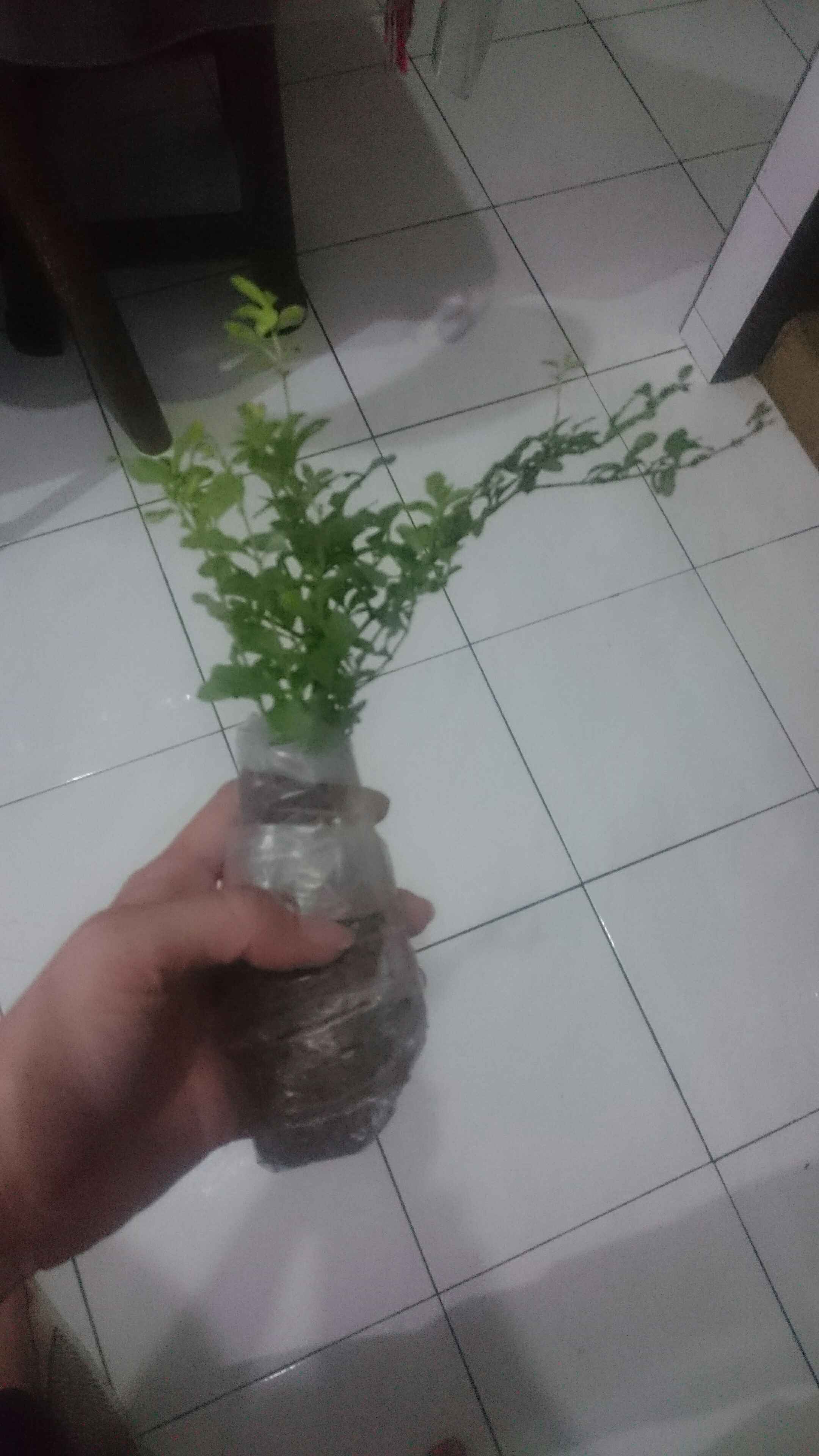 Tanaman Gantung Acalypa Ulat Merah