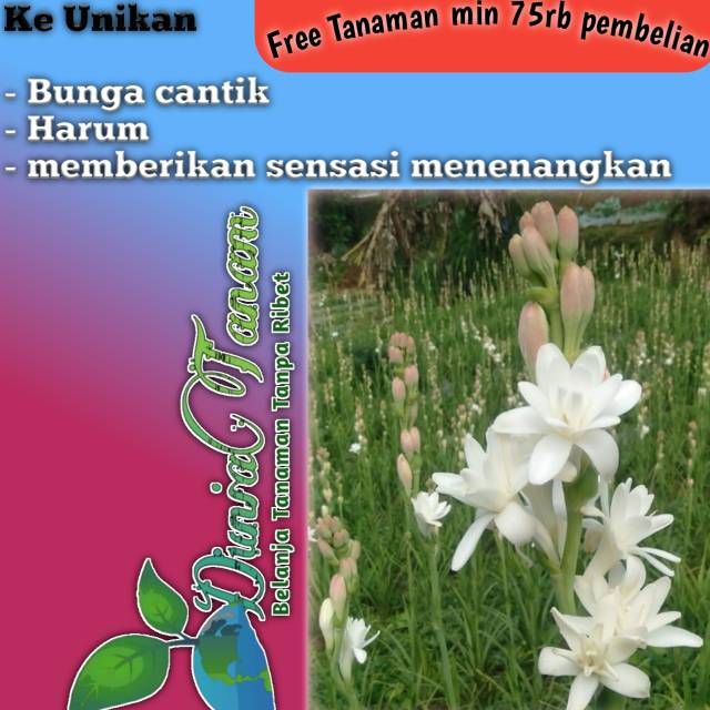 Tanaman bunga hias sedap malam Wangi benih tanaman Tanaman bunga hias sedap malam Wangi benih tanaman