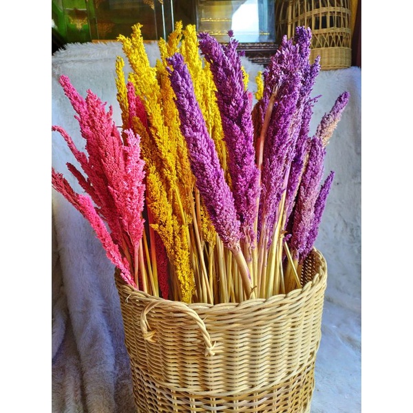 BUNGA CANTEL KERING WARNA PER TANGKAI/ SORGUM GANDUM