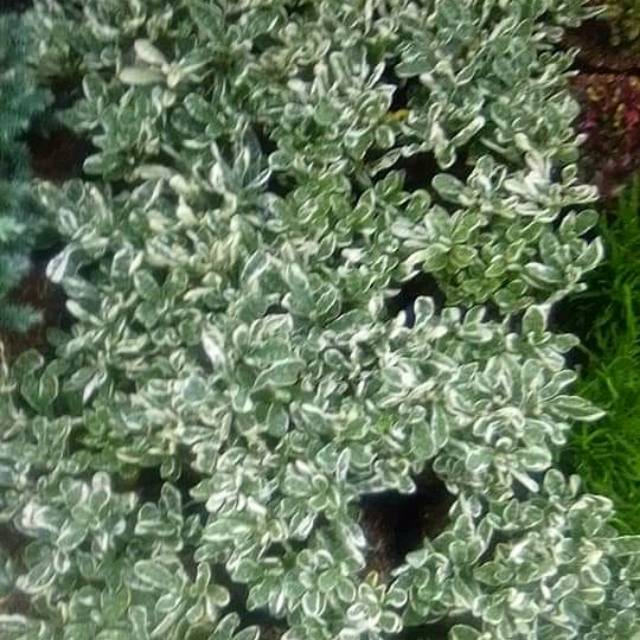 TANAMAN HIAS KROKOT PUTIH VARIEGATA  // KROKOT PUTIH