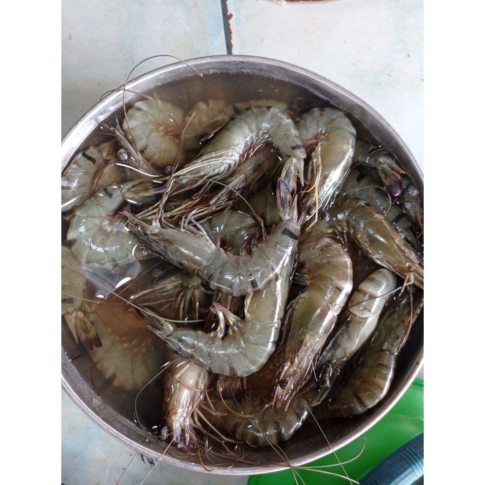 

Udang Besar Segar Fresh | Bukan Frozen