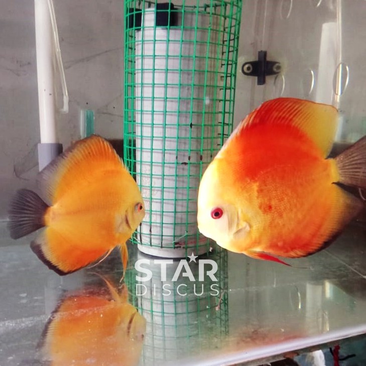 Discus Pair (pasangan) Red Melon 5 inch dan Yellow 4 inch