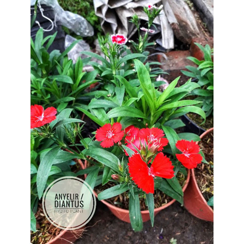 Tanaman Hias Diantus / Anyelir / Anyelir Hybrid