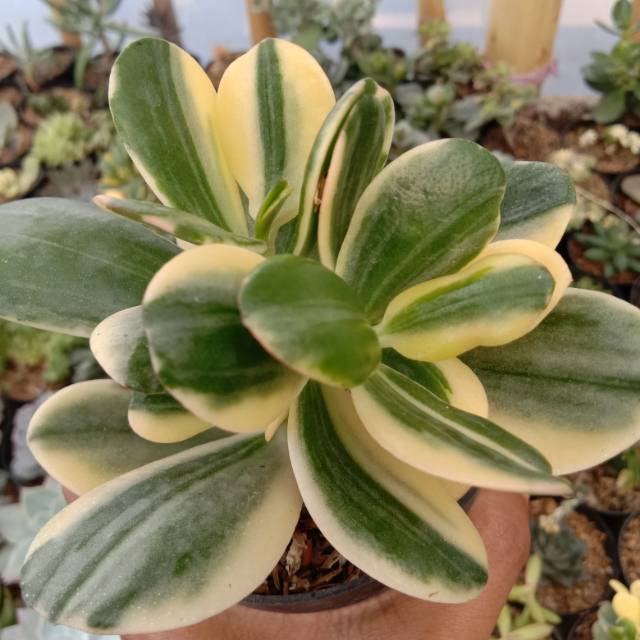 Sukulen jadeplant variegata cluster