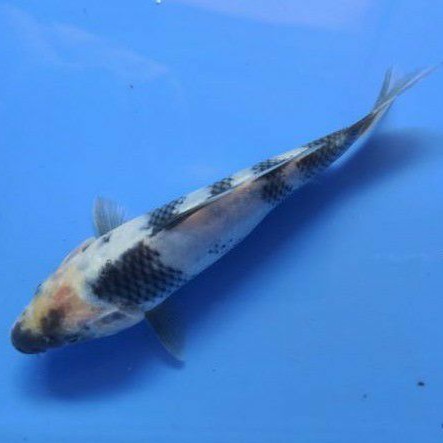 ikan koi shiro anakan Import F1 breeder terkenal di BK Blitar Tategoi