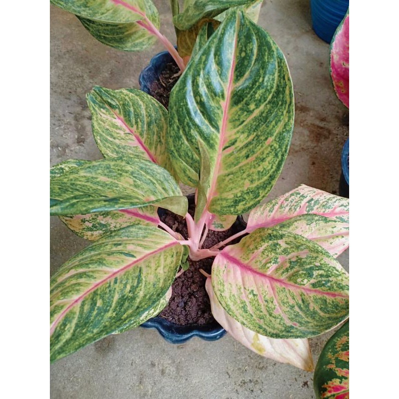 AGLONEMA RED IMELDA