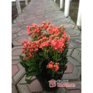 Paket 5 Pohon Bunga  Aster Krisan Berbunga Bonus 1 Pohon 