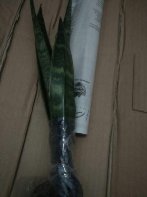 Tanaman Hias Sansevieria - Cylindrica - Sansevera - Sansivera - Sensivera