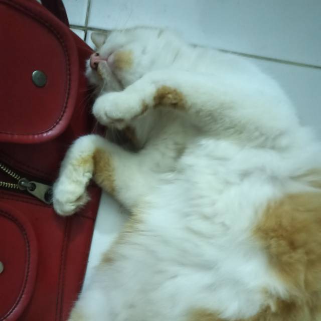 nonong.91
