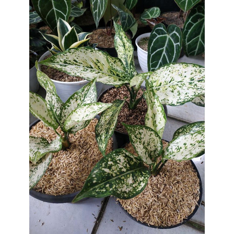 Aglonema Snow White SnowWhite