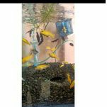 ikan hias lemon cyclid aquascape
