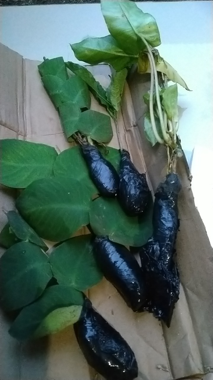 Bibit Tanaman Tabebuya Sakura